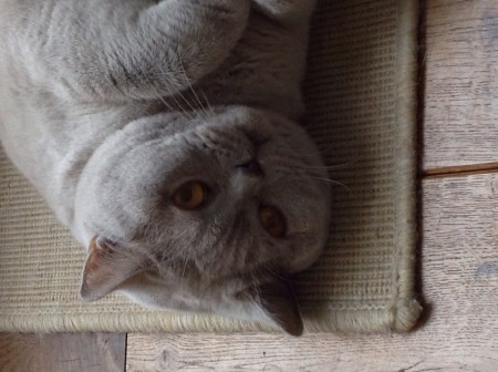 Didi is een lieve lilac poes met een prachtige vacht. 